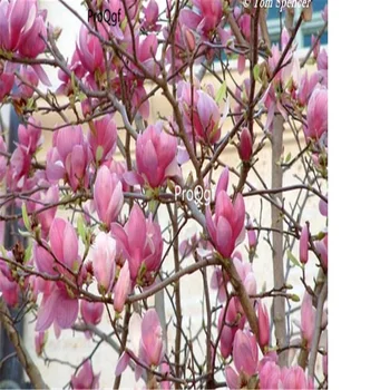 

Prodgf 500Pcs Magnolia soulangeana