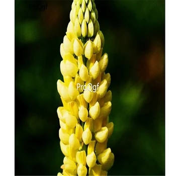 

Ngryise 3000Pcs A Set Lupinus polyphyllus