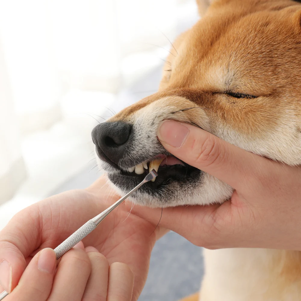 dog grooming teeth cleaning