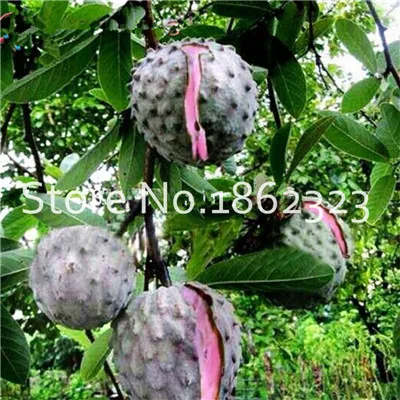 20 шт. Soursop бонсай фрукты, Graviola Annona муриката сладкий СОП вкусные фрукты бонсай сахар яблоко Annona дерево растение в бонсай - Цвет: 9
