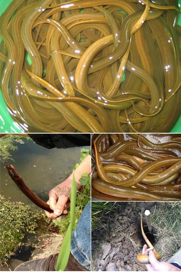 Рыболовный крючок угря Hoy Eel рыболовный крючок автоматический крючок для угря каонган рыболовный крючок угря стержень крючок цитируемый Артикул угря
