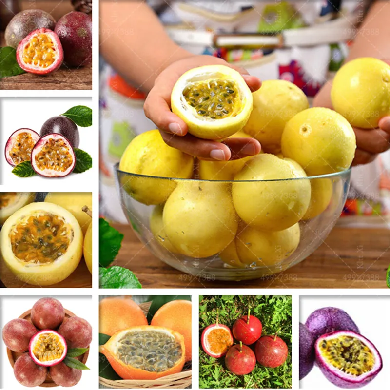 

New! 50Pcs Bonsai Passion Fruit Tree (Passiflora Incarnata),Diy Potted Plant, Tropical Flower Plantas For Home Garden Decoration