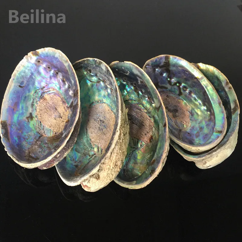 

1lot(5pcs) New Zealand abalone shell Natural craft Conch Home Decoration Aquarium Landscaping Wedding Landscape Decoraition