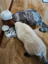 7 pocilga Gato tazón para comida de perro de tazones de alimentación 2 L perros de alimentación fuente de agua potable de 600ml Waterer gatito lento de cachorro