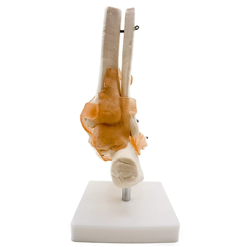 Модель сустава стопы с связями, анатомическая модель человека, Размер жизни