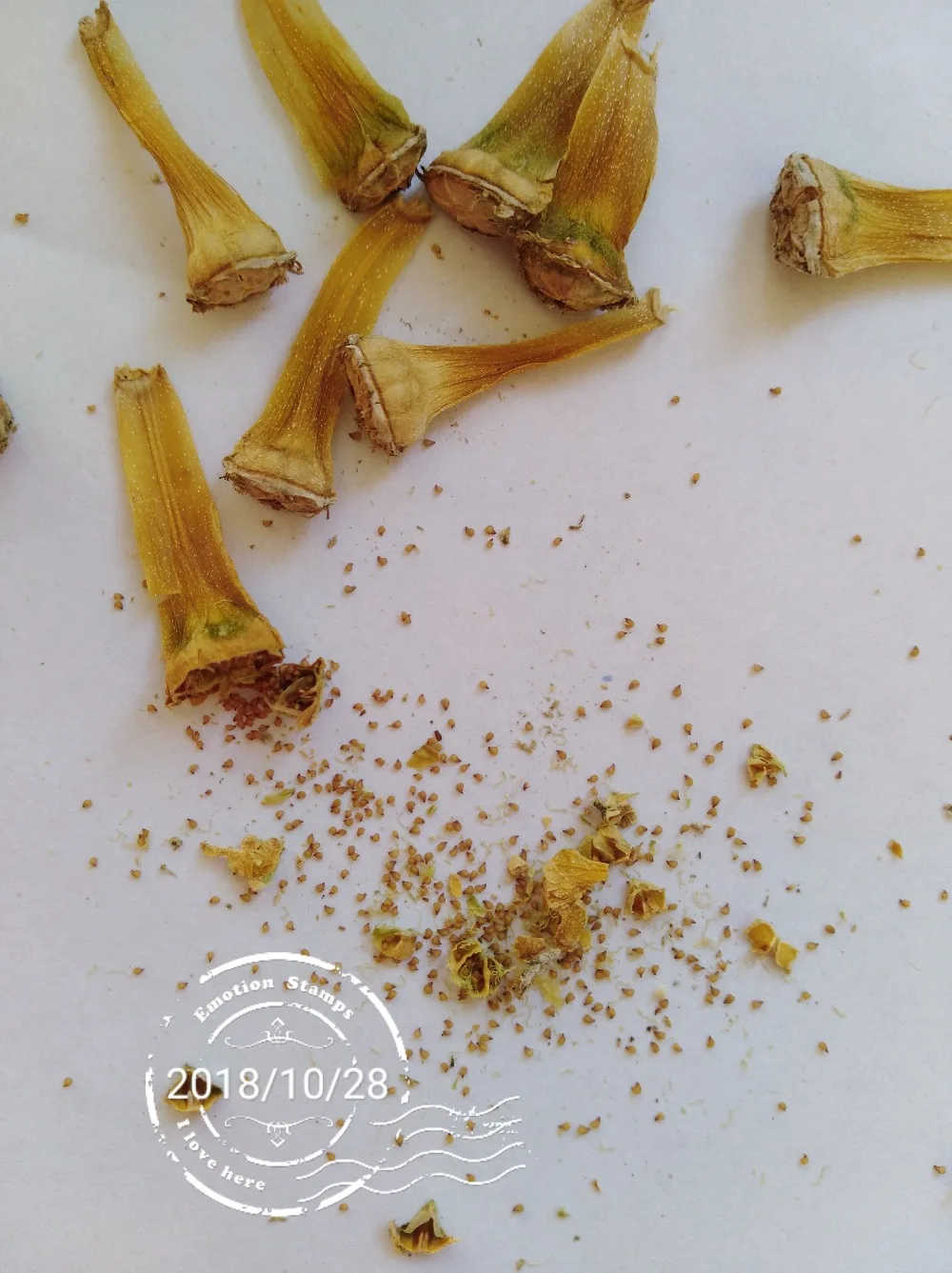 50pcs 100% Fresh Real Lithops Aizoaceae Pseudotruncatella succulent SS mix~living stones colorful faces SS