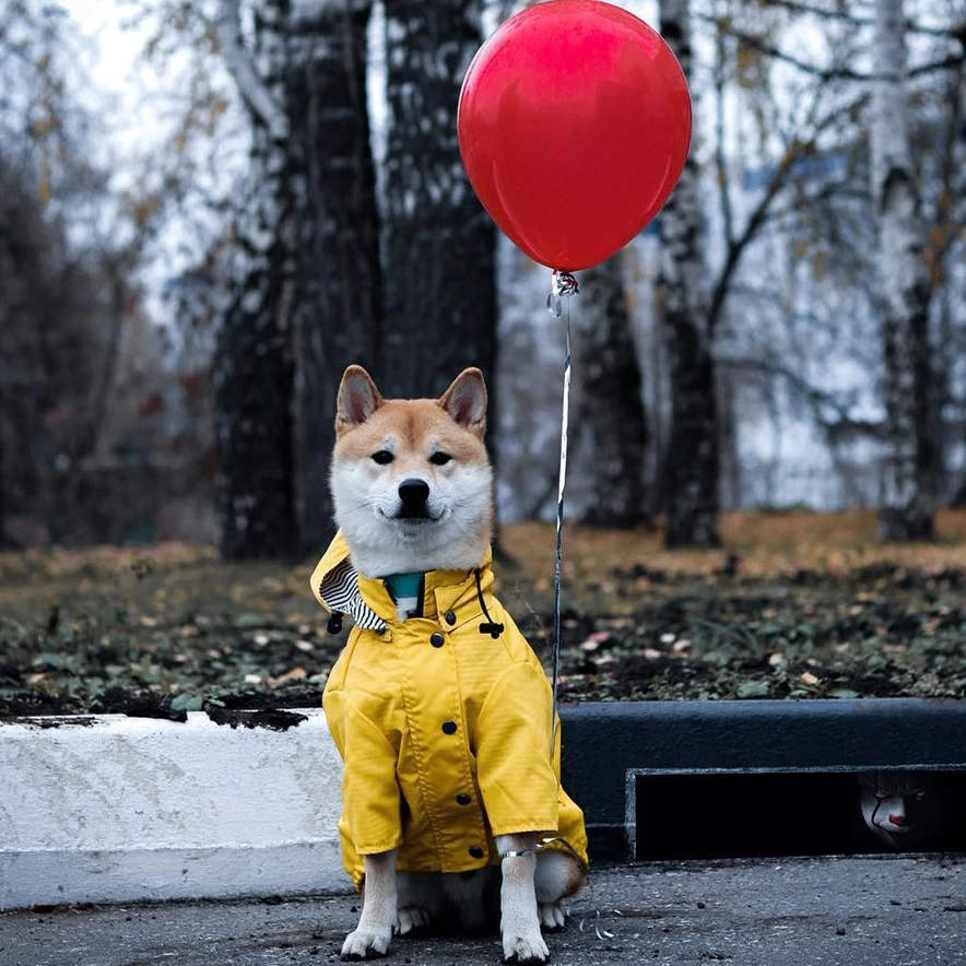 Одежда для собак adigdog Французский бульдог Водонепроницаемая ветровка спортивная