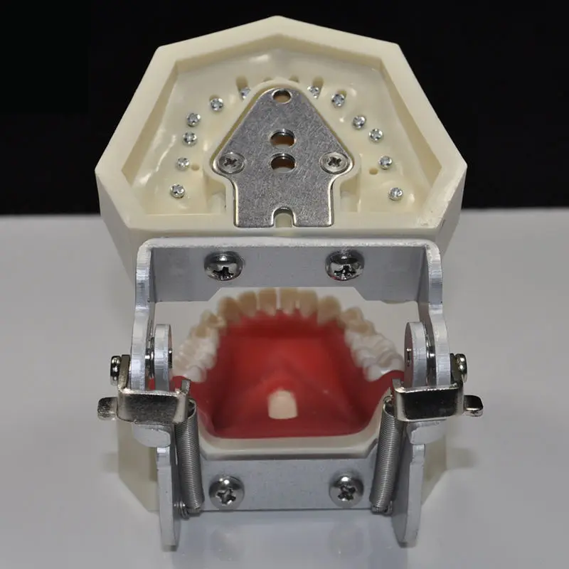 Стоматологическая все съемные Зубы Модель 28 шт. модель зубов для практика