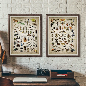 

Vintage Insect Illustration Posters and Prints Entomology Science Wall Art Canvas Painting Pictures for Living Room Home Decor