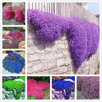 

300Pcs Plant Mask Aubrieta Cultorum Essence Masks XK-7