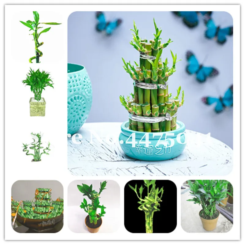 

Promotion! 30 Mini Moso Bamboo Bonsai Lucky Bamboo Bonsai Garden Plant Potted Balcony Budding Rate Of 95% Diy For Home Garden