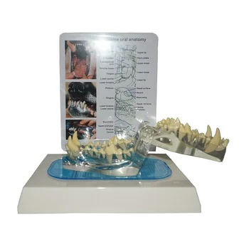 

Dog Dentition Model Dog Dental Teeth Model