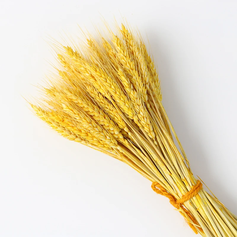 50100Pcs Artificial Wheat Ears Natural Dried Flowers Grain Bouquet For Wedding Party Decoration Three Color JH89 (6)