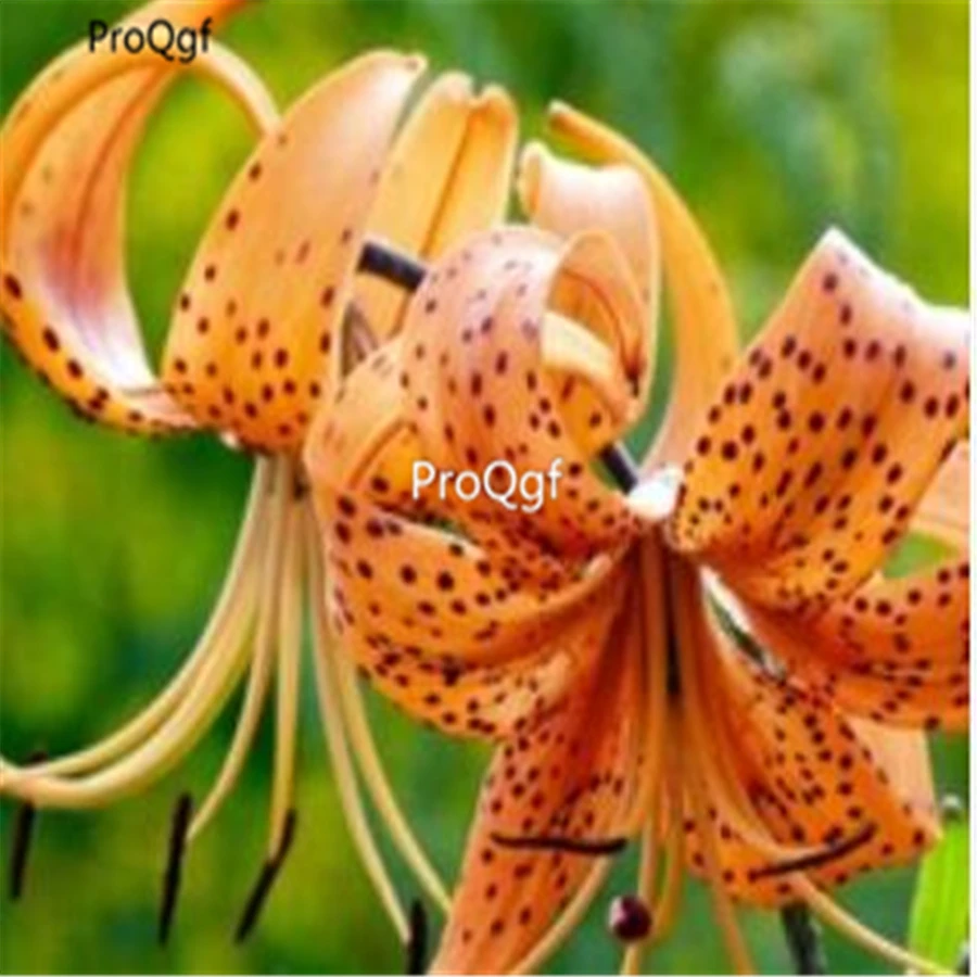 Prodgf 30 шт набор Lilium brownii Lily
