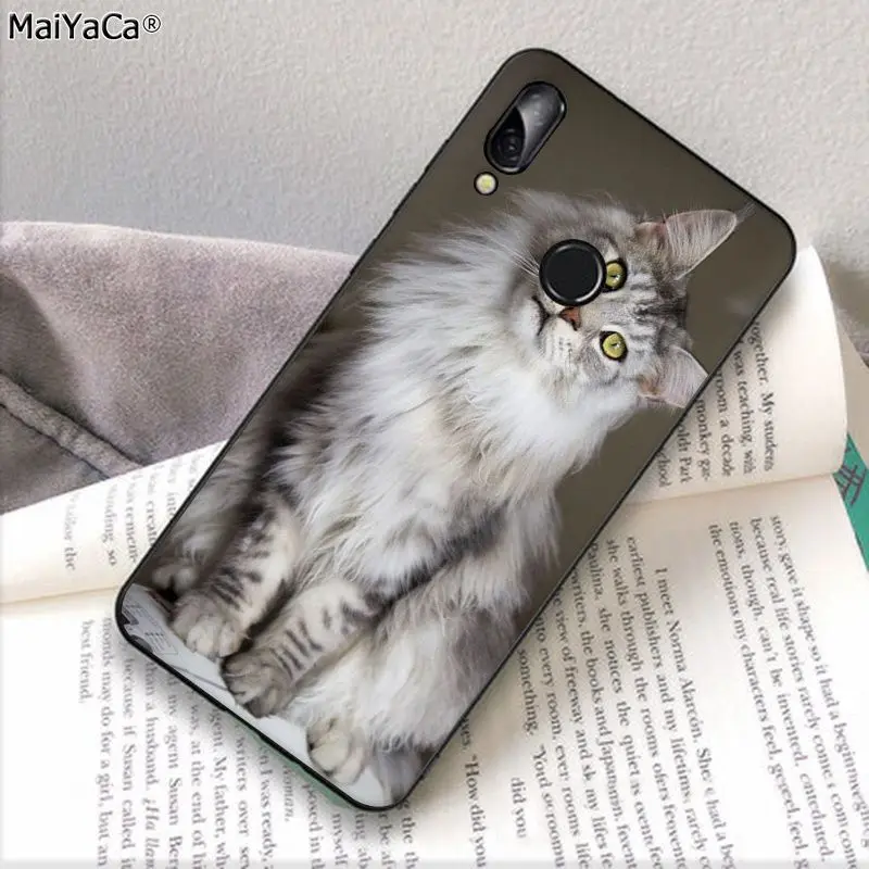 pet maine coon cat