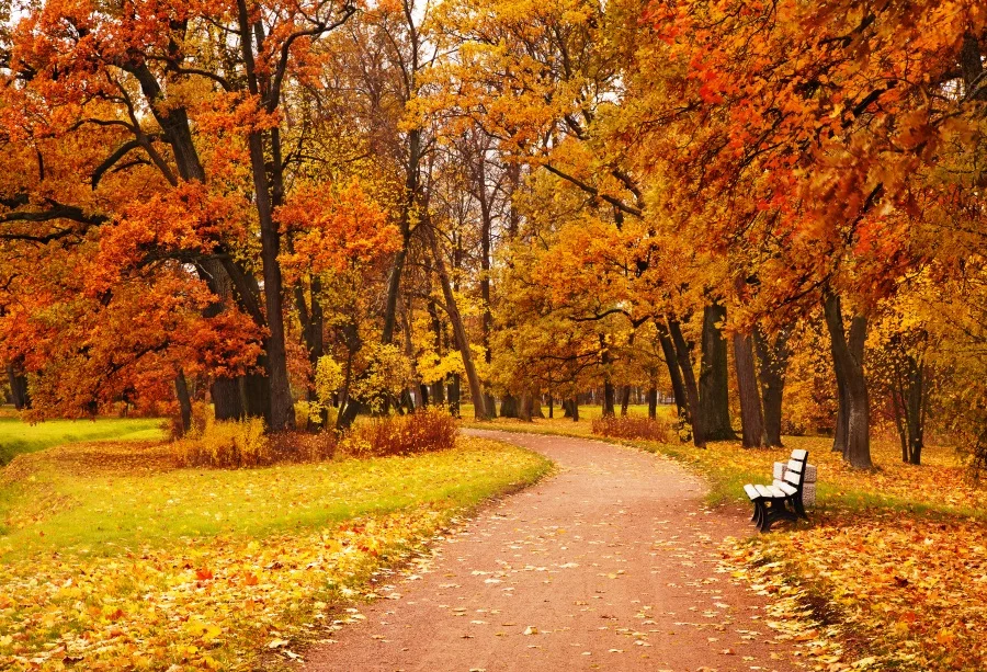 Laeacco Fotohintergrund Herbstwald – 1,5 X 2,1 M – Naturmotiv Für Babyfotos, Geburtstage, Dekoration