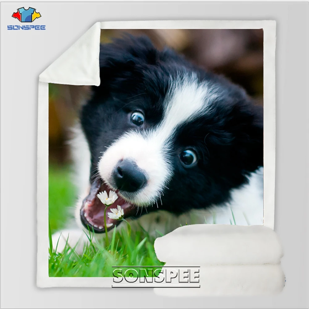 Border Collie 7