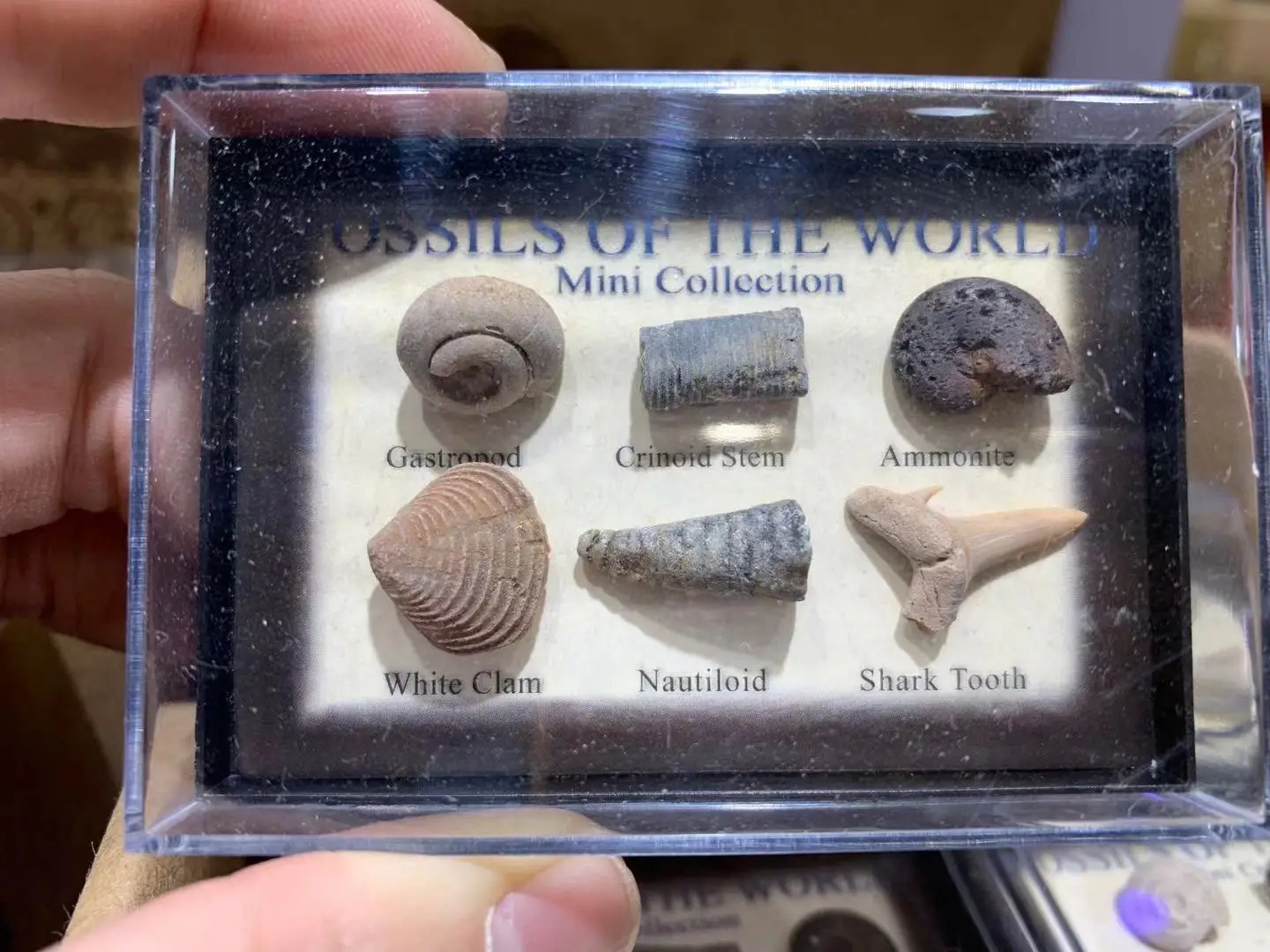 Gastropod/crinoid stem/аммонит/белый моллюск/Nautiloid/акулий зуб камень бусины для геологии для коллектора
