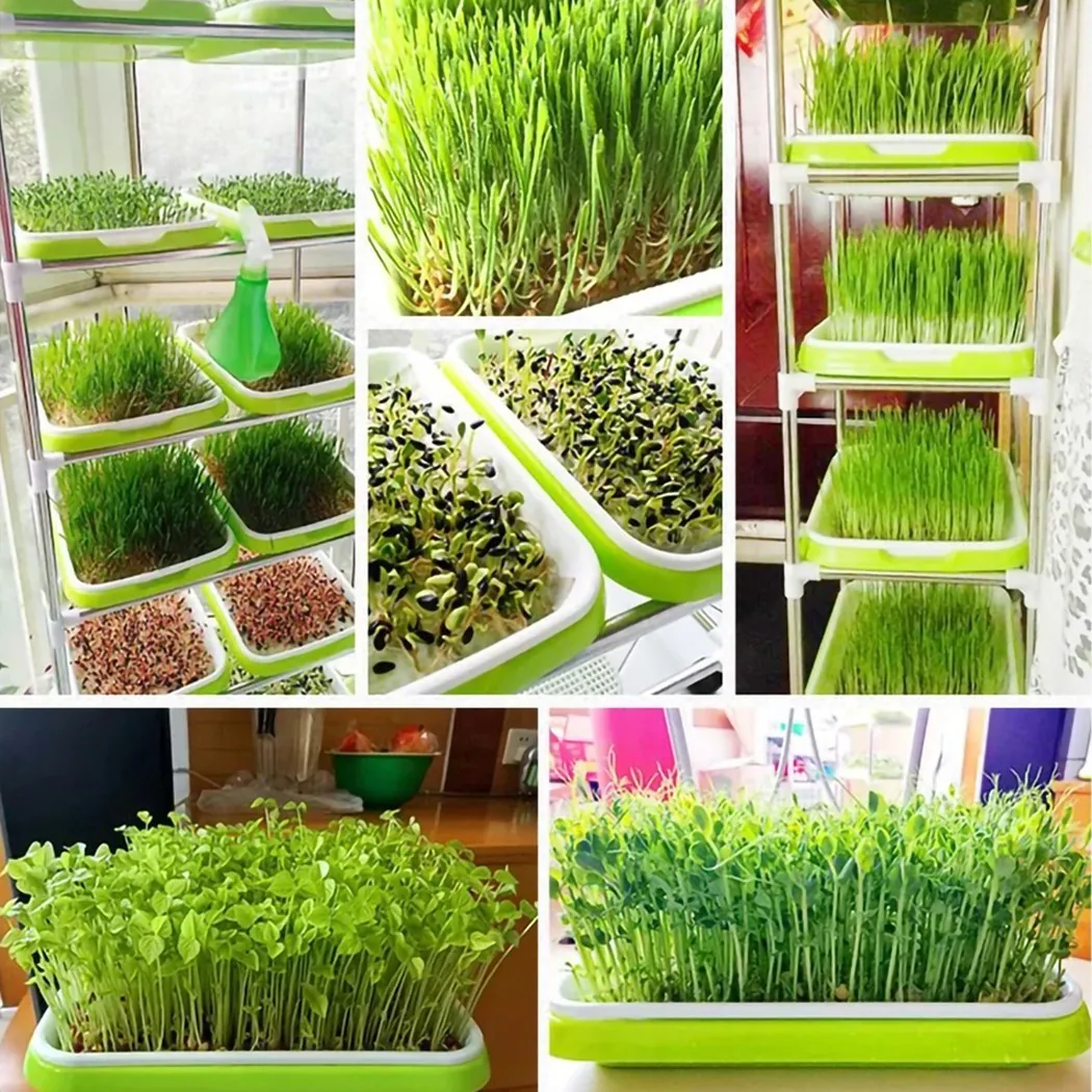 1pc Seed Sprouter Tray Soil-Free Big Capacity Microgreens Hydroponic Tray 33cm x 26cm x 5cm For Sprouts Gardening Supplies