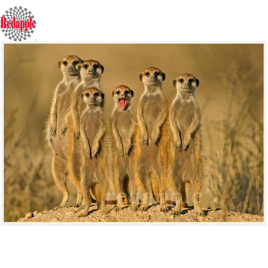 Полная дрель 5d Diy алмазная живопись Мангуст 3d Алмазная вышивка крестиком Meerkat