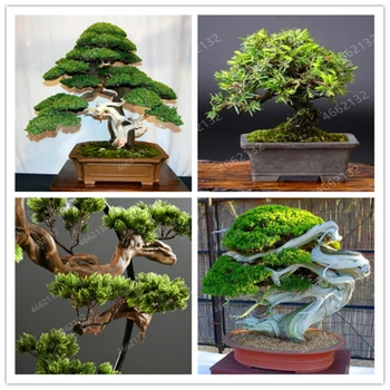 

100Pcs Juniper Balls Potted Flowers Plant Beauty Essence Bath Salts for Home Garden Decorat Beauty Bath Salt Hot Sale