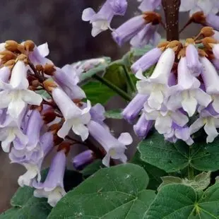 500pcs-100-High-Quality-paulownia-elongata-New-forest-tree-bonsais-200pcs-pack-fast-growing-tree-Bonsai (1)