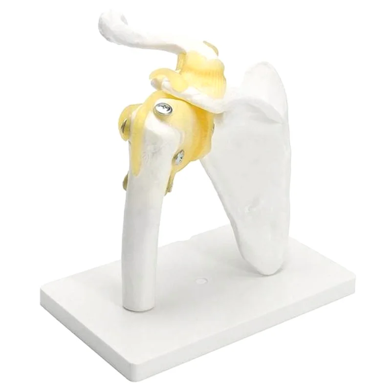 

Shoulder Joint Model, Anatomically Accurate Shoulder Skeleton Model Life Size Anatomy for Science Classro