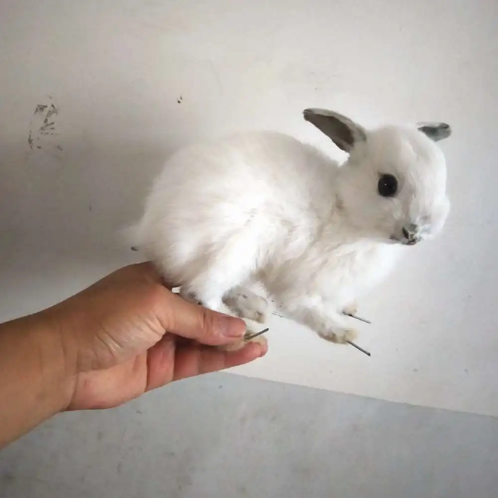 Decoration （1pcs random） Taxidermy stuffing rabbit,bunny fur specimen Teaching