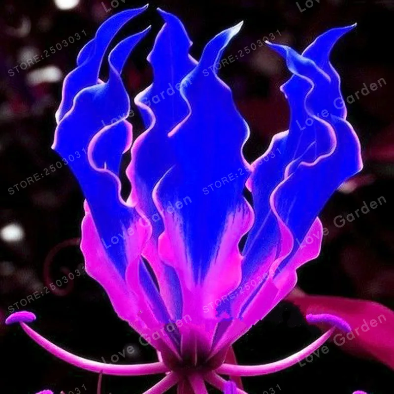 2 лампочка пламя лилии редкий цветок садовое растение, балкон бонсай для двора растение цветы Лилия