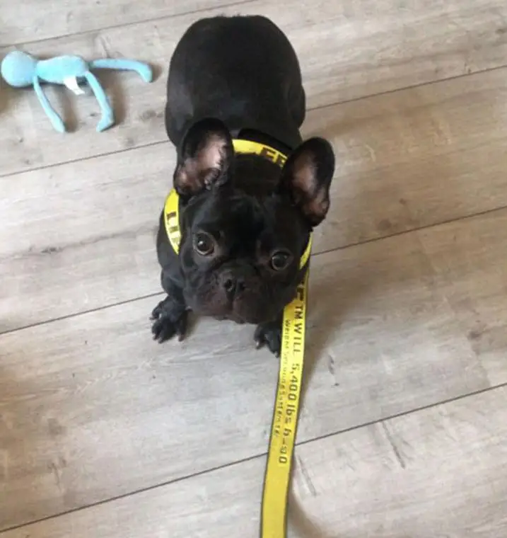 SummeNew pet tide бренд OW Тяговая веревка нагрудный ошейник цепь для собак Французский бульдог плюшевый медведь маленькие и средние аксессуары для собак