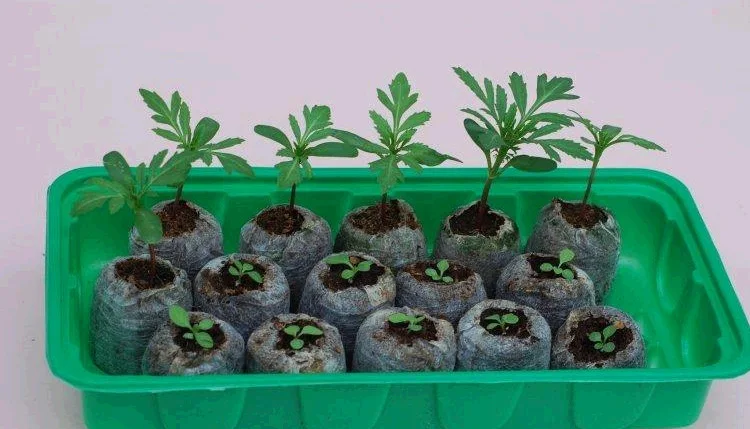 Norway Jiffy Seedling Block 38 Millimeter Currently Available