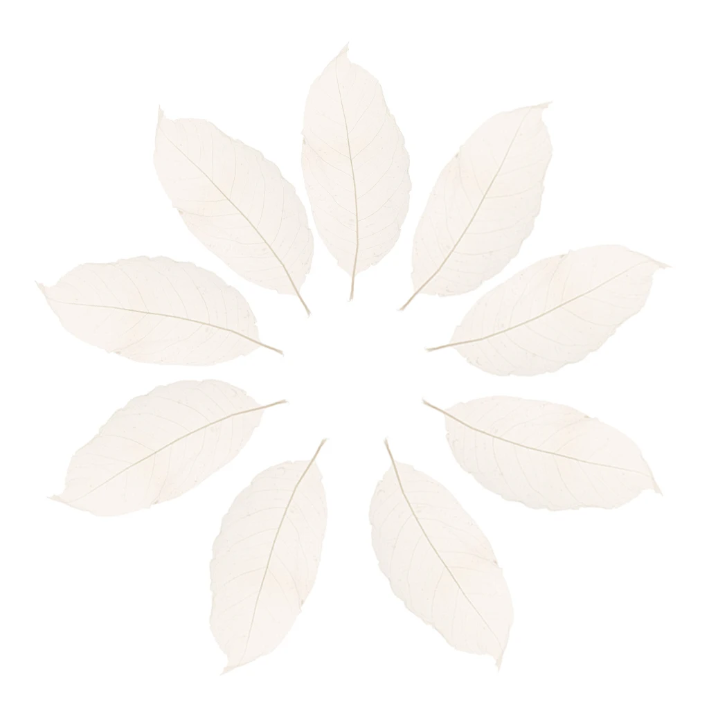 Pack of 50 Natural Skeleton Leaves Scrapbooking Craft DIY Wedding Invitation White