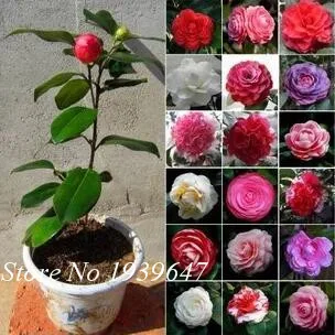 

Hot Sale 5pcs / bag Camellia rainbow color plants bonsai plants home garden flowers bonsai plants rare tree for gift