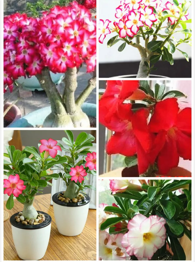 

Desert Rose Seed Indoor Desk Green Plants Flowers Green Plants Bonsai Succulent Seeds 30 Seeds