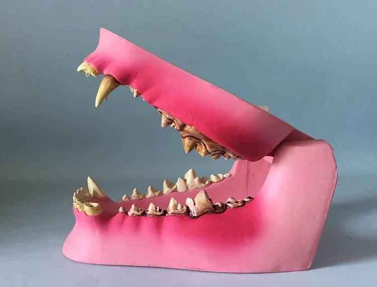 Canine Pathology Jaw Model Medical Dog приблизительная медицинская меридиановая хирургия|jaw