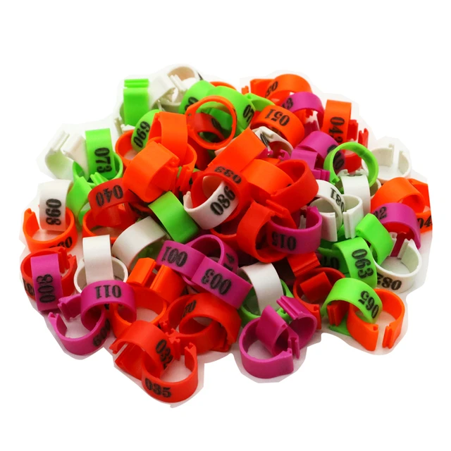 Buy TVEL- Birds Ring - Pigeon Leg Plastic Sound Ring Multicolour Ring for  Pigeon for Big Pigeons, 30 Pcs Online at Best Prices in India - JioMart.