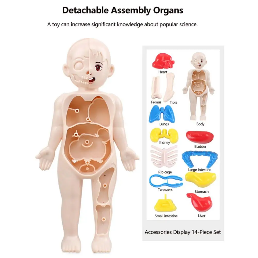 Anatomy Doll Exploded View