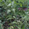 45/36/24 Strands of 10x10cm Cell Plant Climbing Net Garden plant Shelves Net Vegetable Flower Net Garden Weaving Grow Frame 3