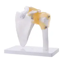 1:1 Functional Anatomical Life Size Human Anatomy Skeleton Shoulder Joint Bone Muscle Model For Teaching