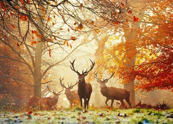 

Assemble Forest Bucks Magic Forest 1000 Pieces Puzzle Toy for Gift