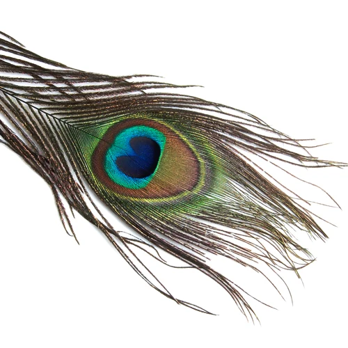 10x Peacock Eye Tail Feathers for Fascinator Wedding Craft Decor 9-13 Inch