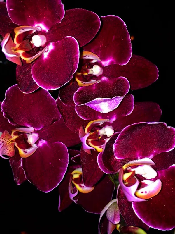 Подлинный! 100 шт./пакет Орхидея flores, цветок орхидеи фаленопсис растения для дома садовый многолетник растения на балконе бонсай Плант orch
