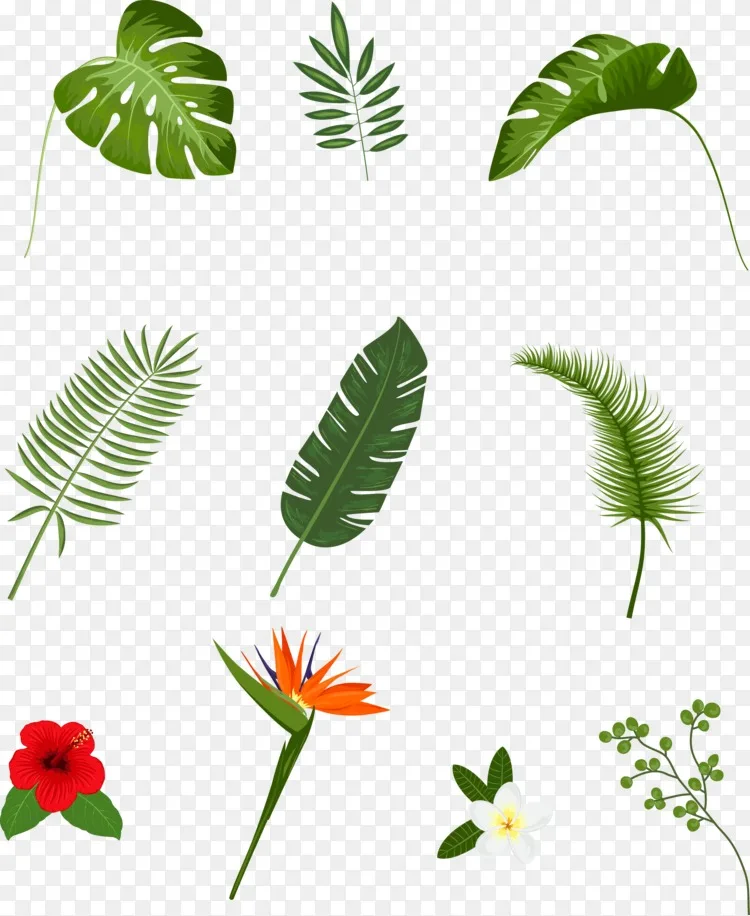 热带植物手绘叶png图片素材免费下载 图片编号 Png素材网