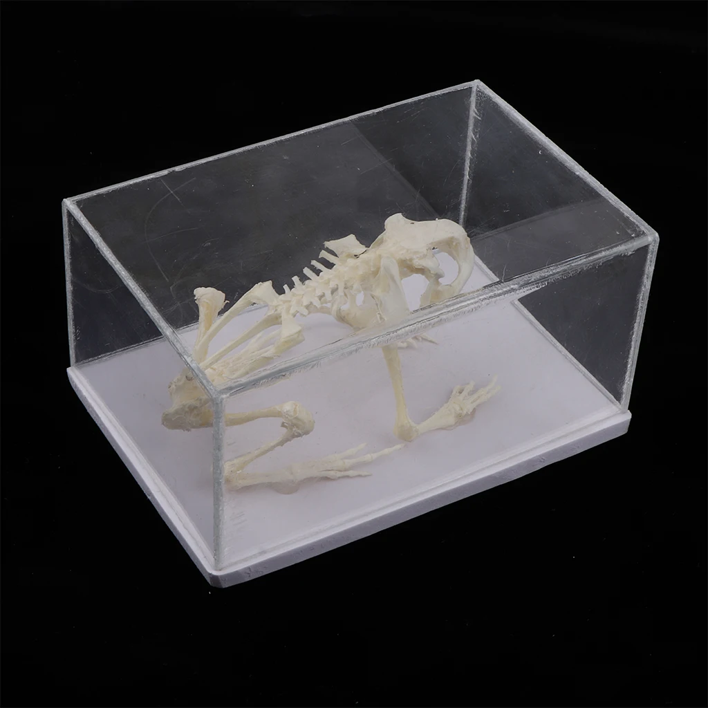 Animal Skeleton Model - Frog Bone Specimen Sculpture with Display Case, Student Biology Science Teaching Aids
