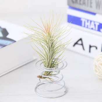 

Air Plant Spring Wire Tabletop Tillandsia Holder Miniature Desk Display Home Gardening Decorations