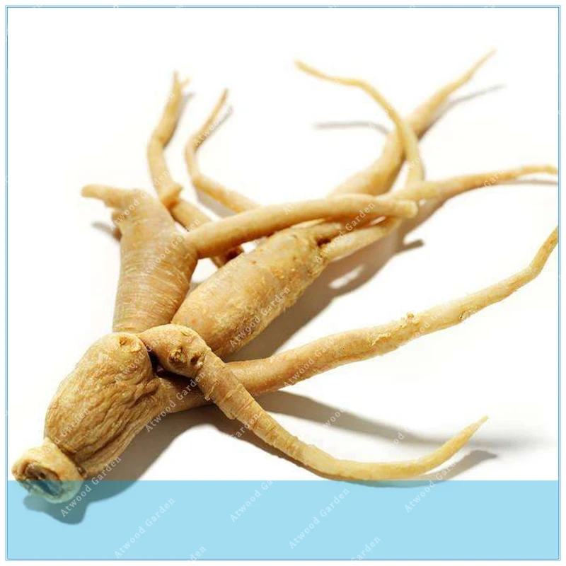 

50PCS Very Popular Panax Quinquefolius Herbal Much Loved American Ginseng Perennial Herb Occidental Ginseng