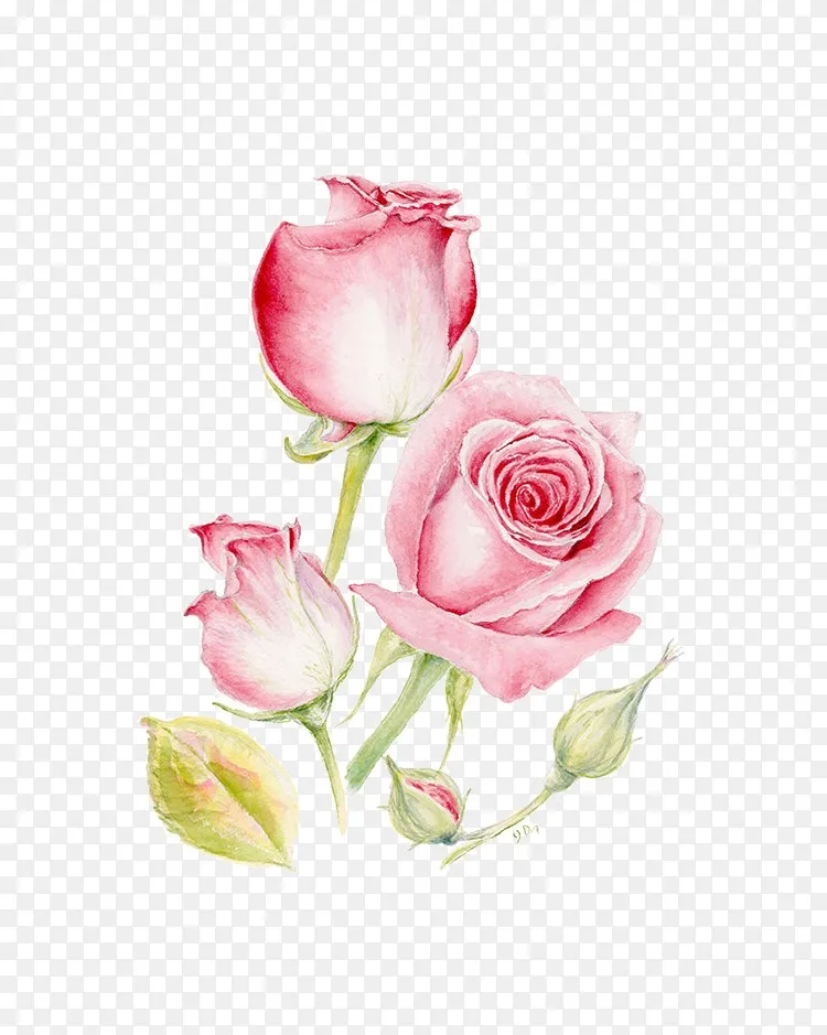 粉红花画版画 粉红玫瑰png图片素材免费下载 图片编号 Png素材网 粉红花画版画 粉红玫瑰png图片素材免费下载 图片编号 Png素材网