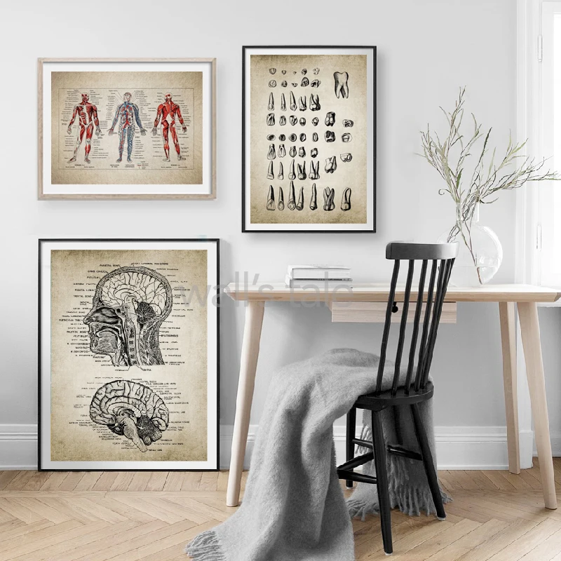 Poster Anatomico Pelle Umana – Stampa Su Tela Per Decorazione Medica E Studio, 50x70 Cm