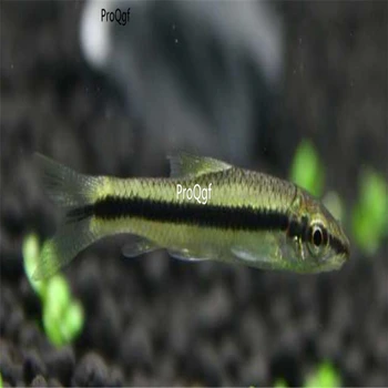 

Ngryise 2Pcs A Set siamese flying fox