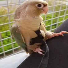 Training-Rope Leash Bird-Harness Parrots Anti-Bite Outdoor Adjustable